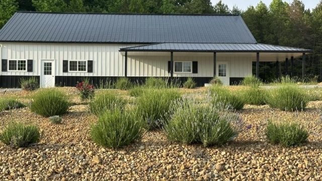 Max Meadows Lavender Farm