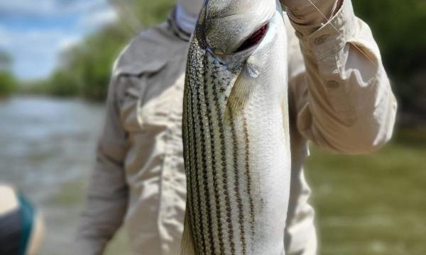 Fish HARD Charters