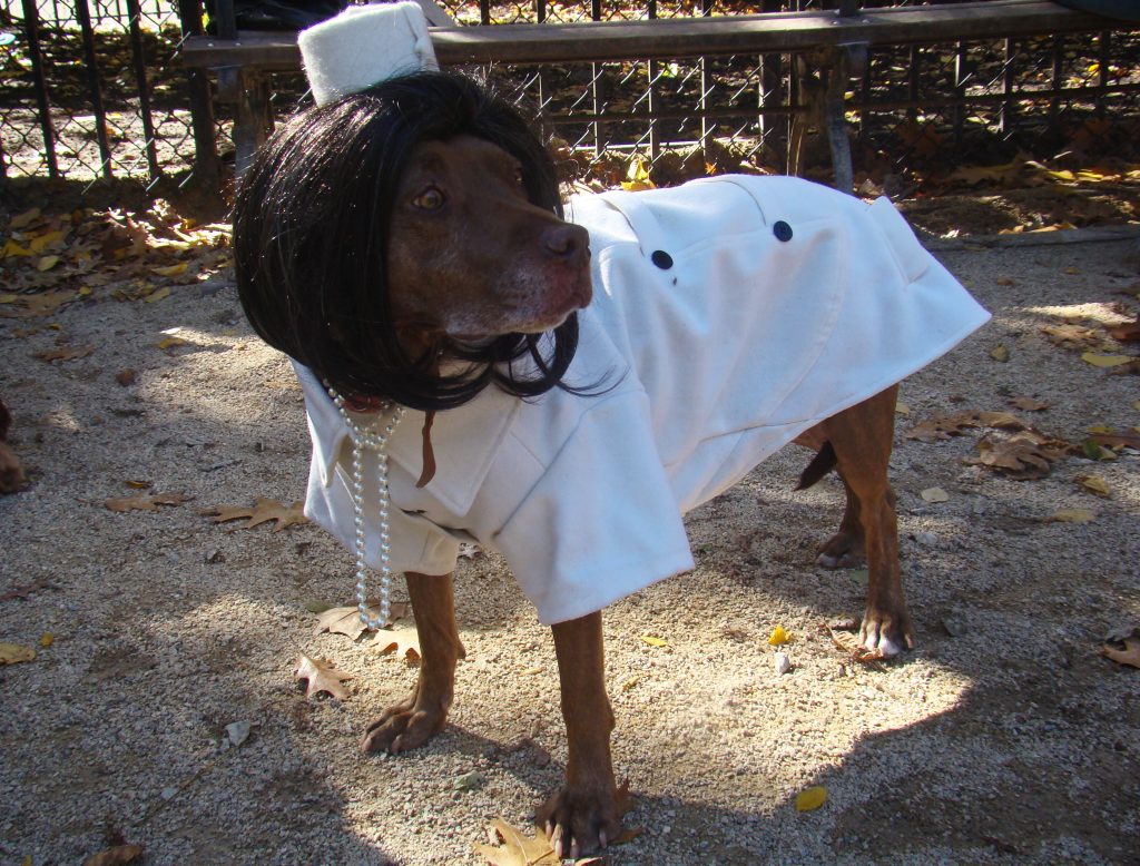 Jackie_o_dog_(4044798289)