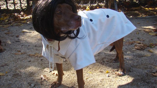 Jackie_o_dog_(4044798289)