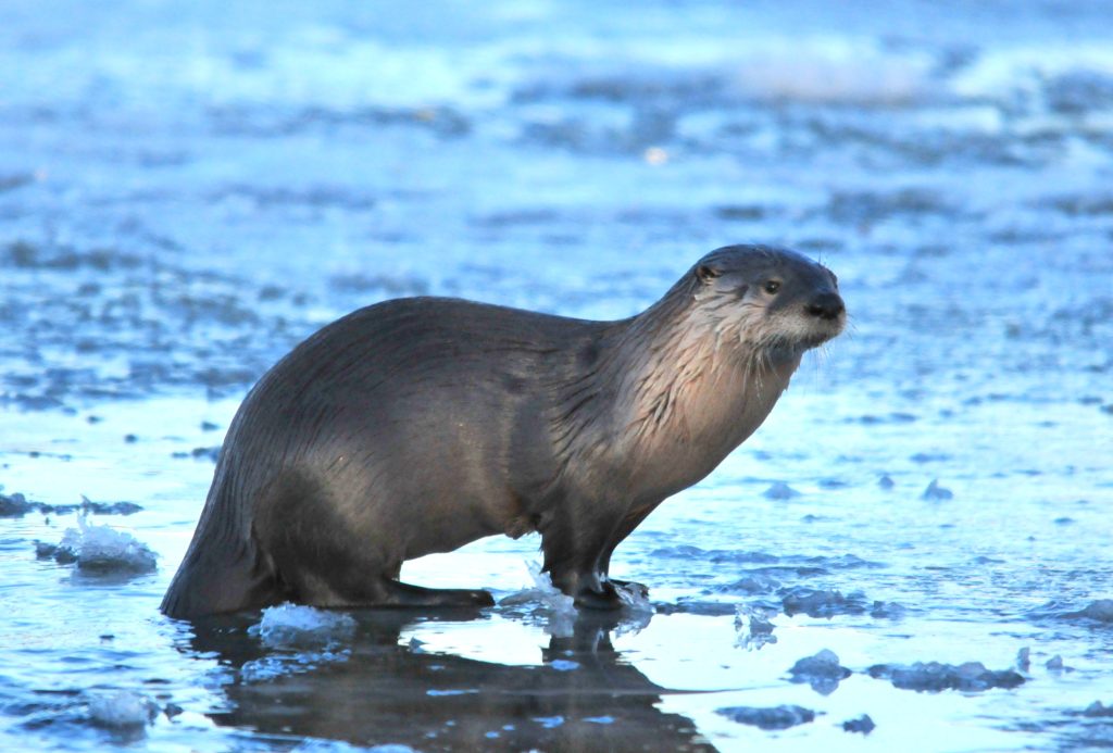 Northern_River_Otter_on_Seedskadee_NWR_(22802102984)