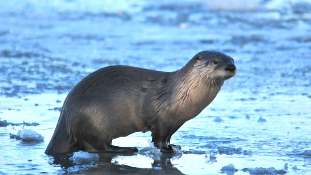 Northern_River_Otter_on_Seedskadee_NWR_(22802102984)