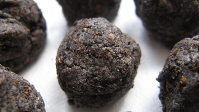 Seed_Bombs
