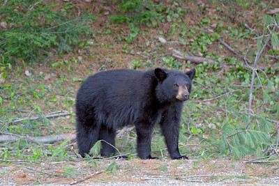 daretobear-2