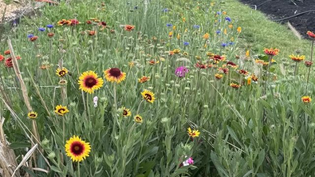 pick flowers