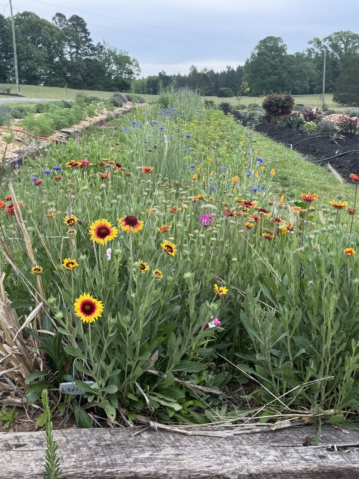 pick flowers