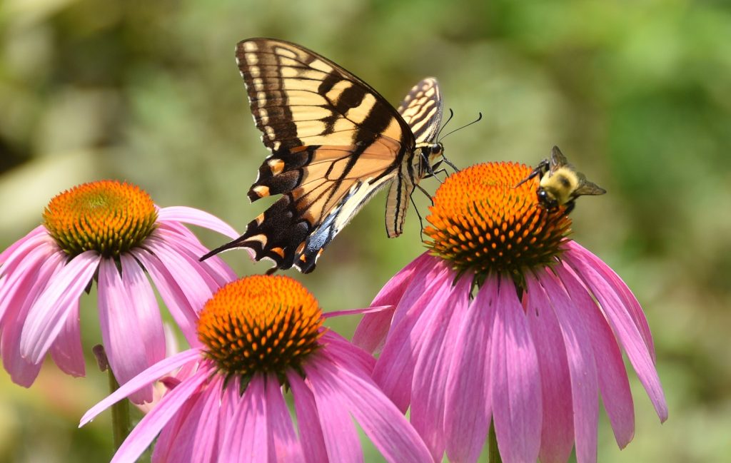 pollinator-garden