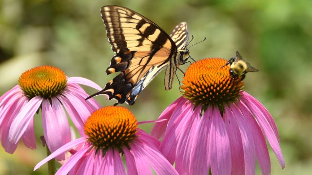 pollinator-garden