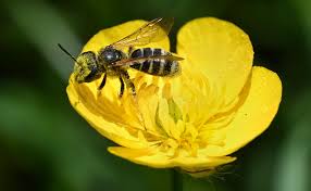 pollinatorseedbombs