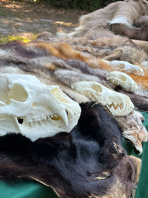 skinsandskulls
