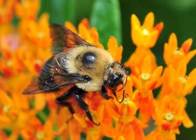 whatsthebuzz