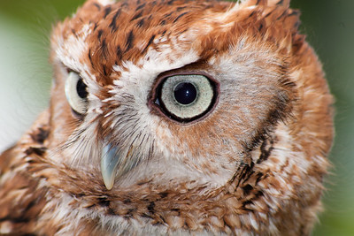 whogivesahoot