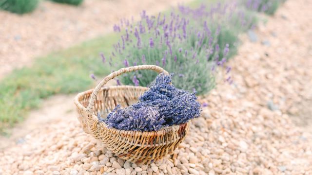 lavender picking