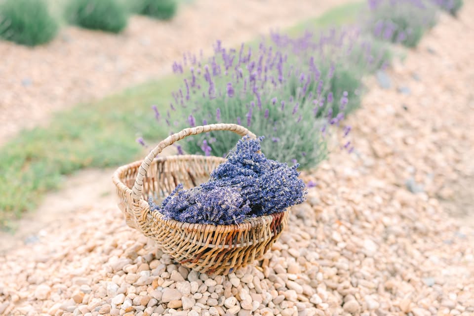 lavender picking