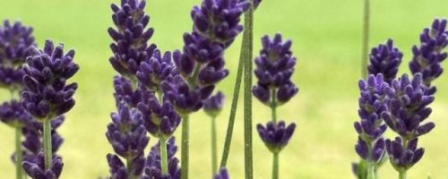 Max Meadows Lavender Farm